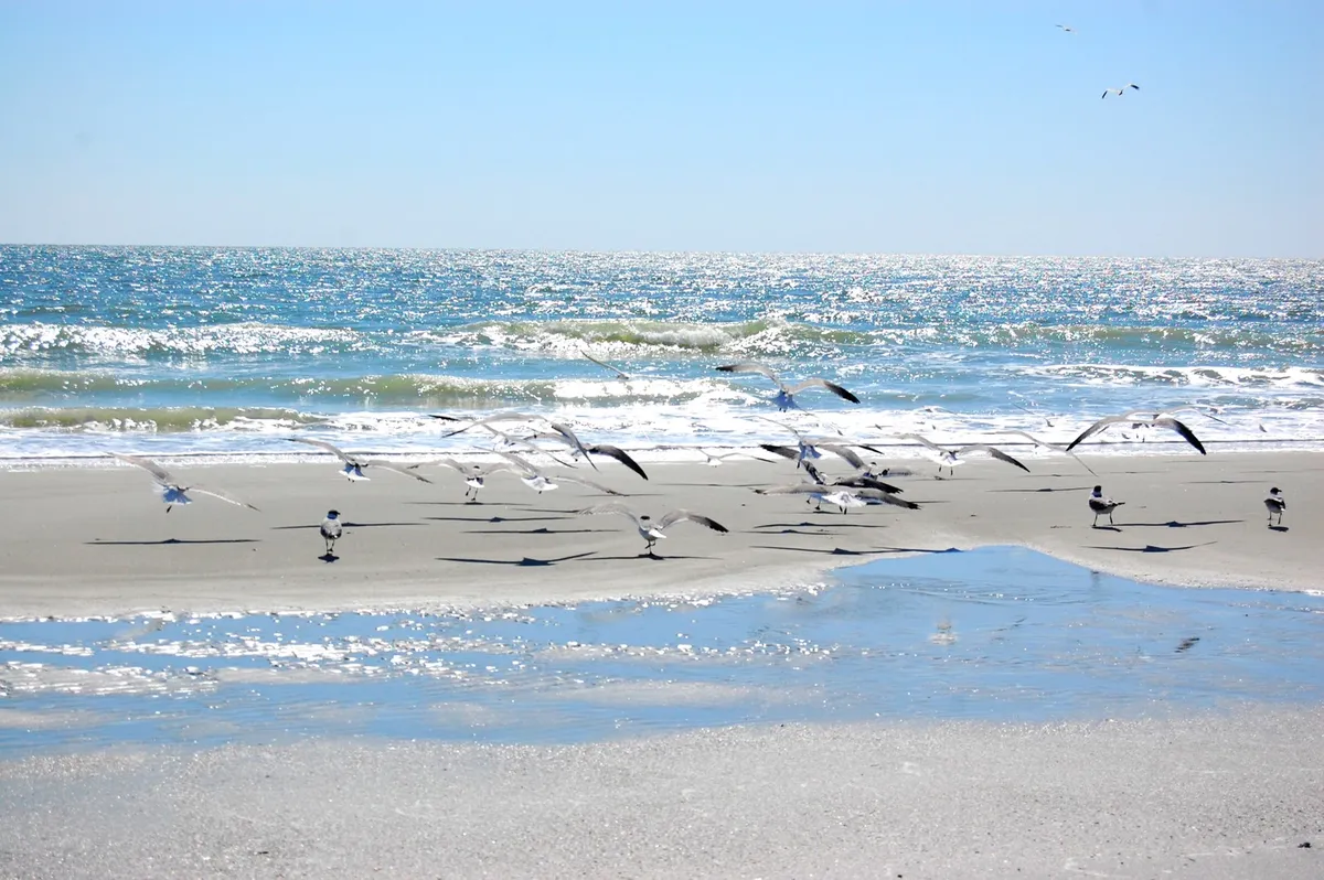 This image captures a tranquil stretch of Myrtle Beach shoreline at low tide, with seagulls soaring over gentle waves and shimmering wet sand. The calm water and open sky evoke a peaceful, inviting atmosphere ideal for family play and relaxation.